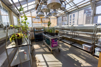 A greenhouse atop Massachusetts General Hospital houses psychoactive plants to be studied by the Center for Neuroscience of Psychedelics. (Jesse Costa/WBUR)