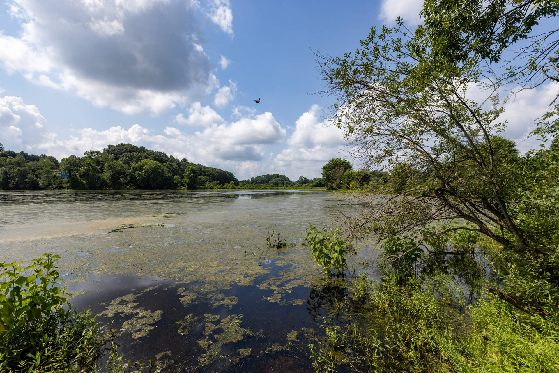 The Rivermoor Urban Wilds along the Charles River in West Roxbury. The City of Boston’s Urban Wilds Initiative seeks to protect the city's publicly-owned urban wilds for Boston residents to enjoy. (Jesse Costa/WBUR)