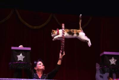 One of The Amazing Acro-Cats during a performance in Portland, Maine. (Courtesy Katie Day)