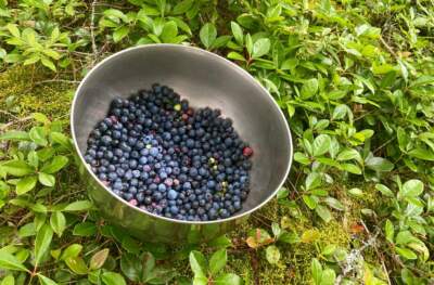 Harvesting wild Maine blueberries. (Kathy Gunst/Here & Now)