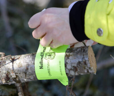 Arpie Beaman tags the family tree in the White Mountain National Forest in Waterville Valley, N.H., in 2014. (Jim Cole/AP)