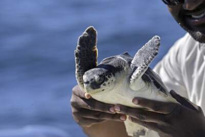 A veterinarian holds an endangered Kemp's ridley sea turtle, which was rescued in New England and rehabilitated before being released into the Gulf of Mexico, in 2015. (Gerald Herbert/AP)