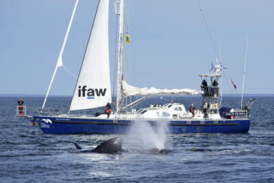 North Atlantic right whales interact at the surface on Cape Cod Bay near a research vessel from the International Fund for Animal Welfare, Monday, March 27, 2023, off the coast of Massachusetts. (AP Photo/Robert F. Bukaty, NOAA permit # 21371))