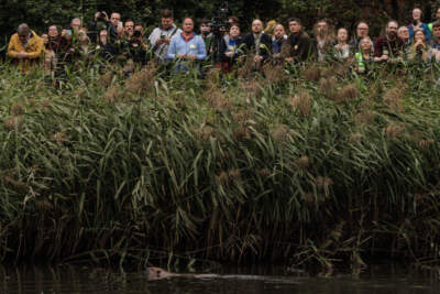 A beaver swims in a pond after being released on October 11, 2023 in Greenford, England. A family of 5 beavers, 2 adults and 3 kits, were released back into Paradise Fields reserve in west London, and will be the the first beavers in the west of the capital for 400 years. (Dan Kitwood/Getty Images)