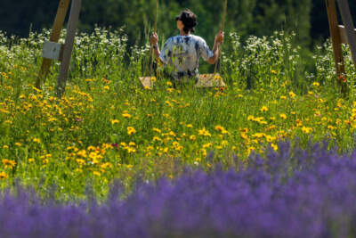 A woman swings in a field of wild flowers and lavender at the SummitWynds Lavender Retreat. (Stan Grossfeld/The Boston Globe via Getty Images)