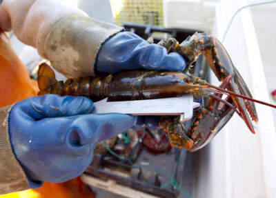 A lobster is measured to see if it is legal sized, on a boat off Mount Desert, Maine. (Robert F. Bukaty/AP)