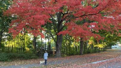 The author and her dog explore Franklin Park in the fall. (Courtesy Christina Ganim)