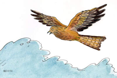 A kite bird flying. (Sabina Hahn for WBUR)