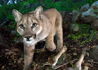 This Feb. 9, 2015, photo, released by the National Park Service, taken from a remote camera in the Santa Monica Mountains National Recreation Area, shows a female mountain lion. (National Park Service via AP)